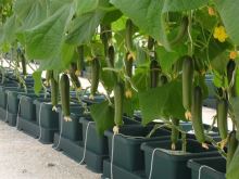 Autopot Easy2grow Kit with 16 pots, without Flexitank